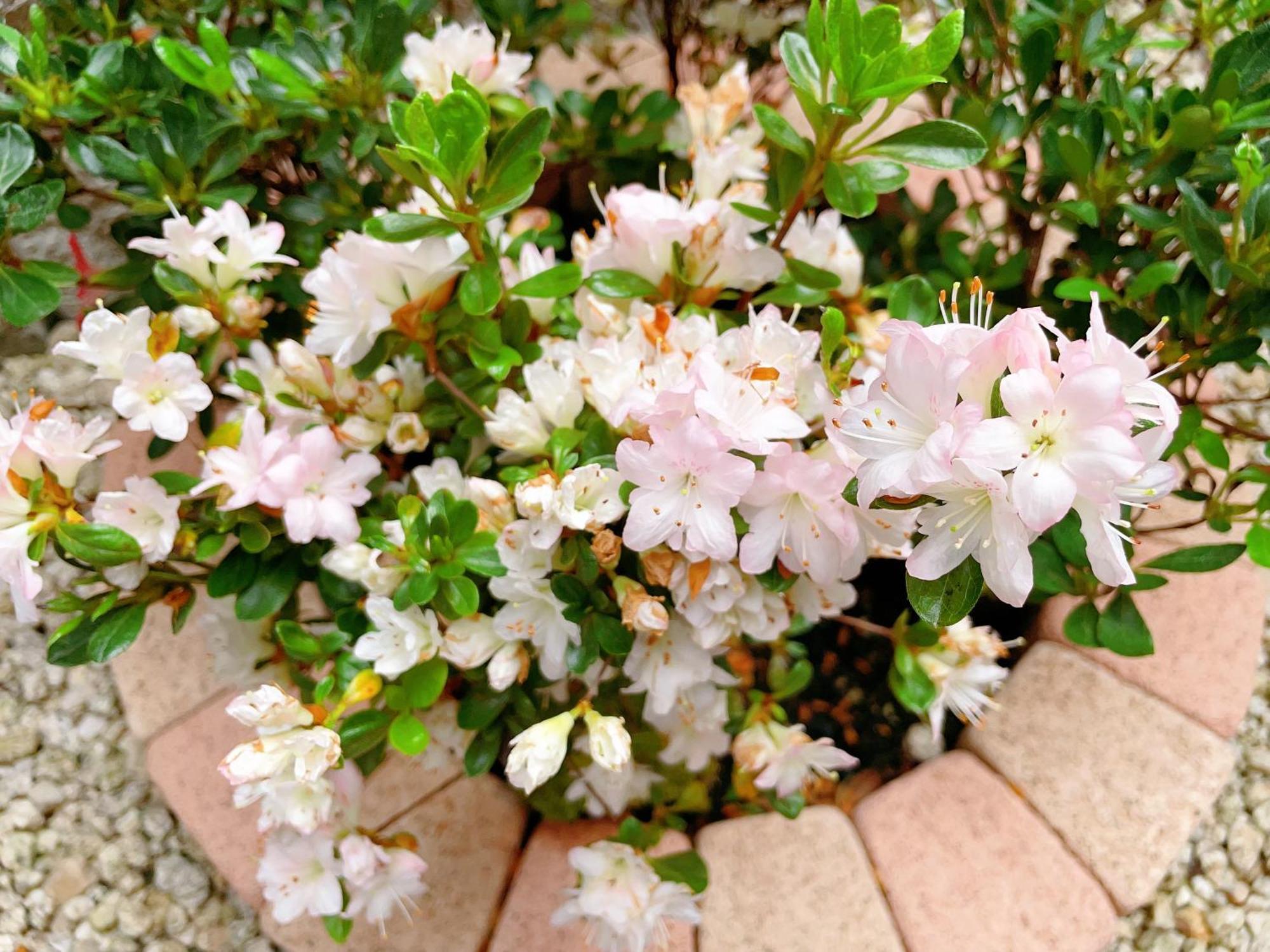 Suikakan Heianjingumae 酔花間 Kjóto Exteriér fotografie