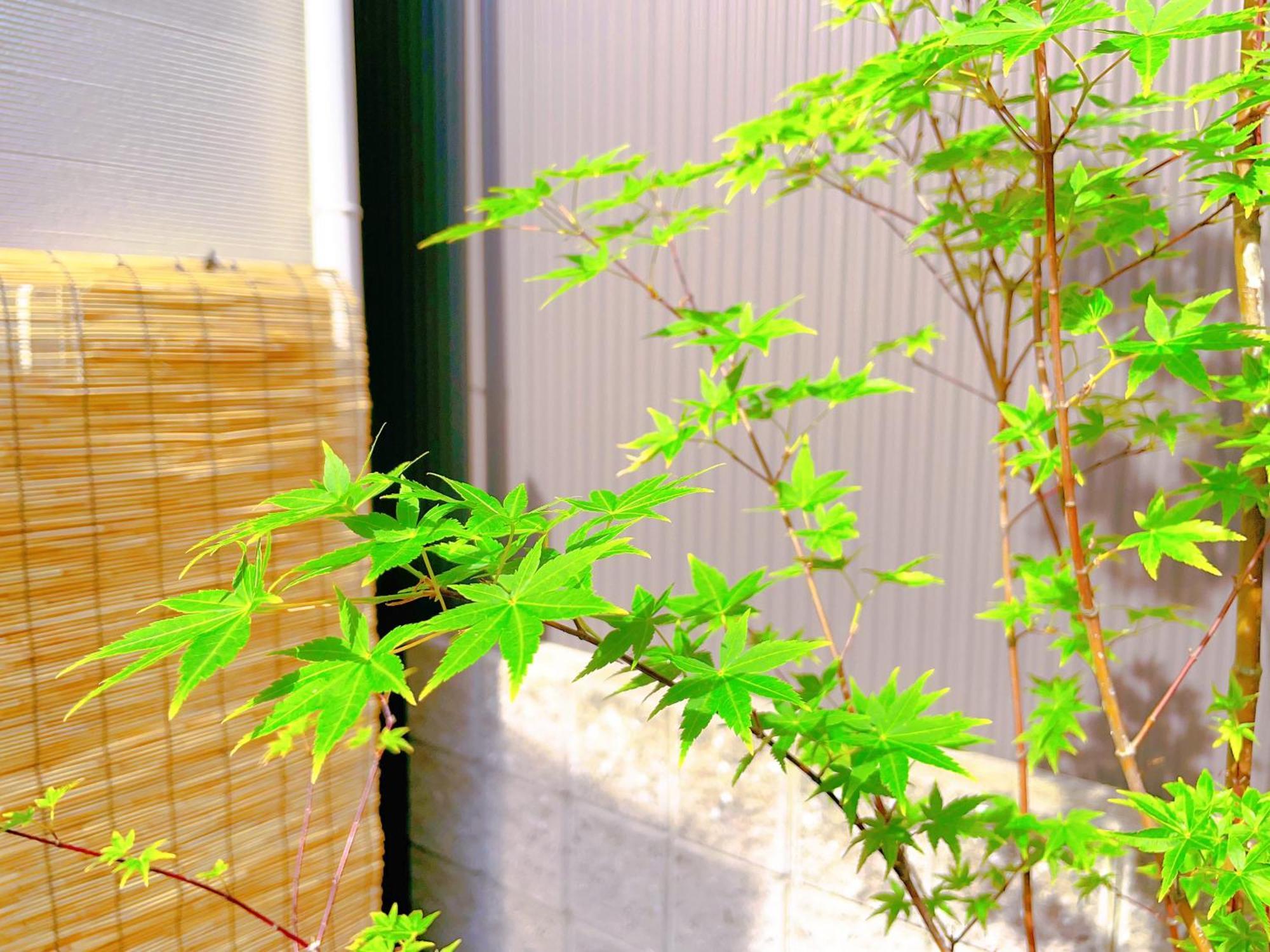 Suikakan Heianjingumae 酔花間 Kjóto Exteriér fotografie